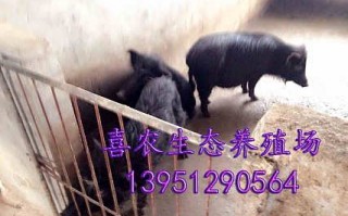 太湖猪养殖技术，太湖猪养殖技术视频一